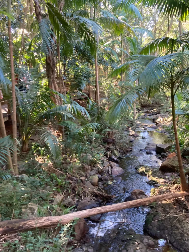 Tamborine Mountain Glow Worms and the Gold Coast — The Best Day Trip from Brisbane 3 Glow worm walk